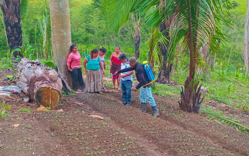 Fortalecen capacidades agrícolas en comunidad de San Luis, Petén