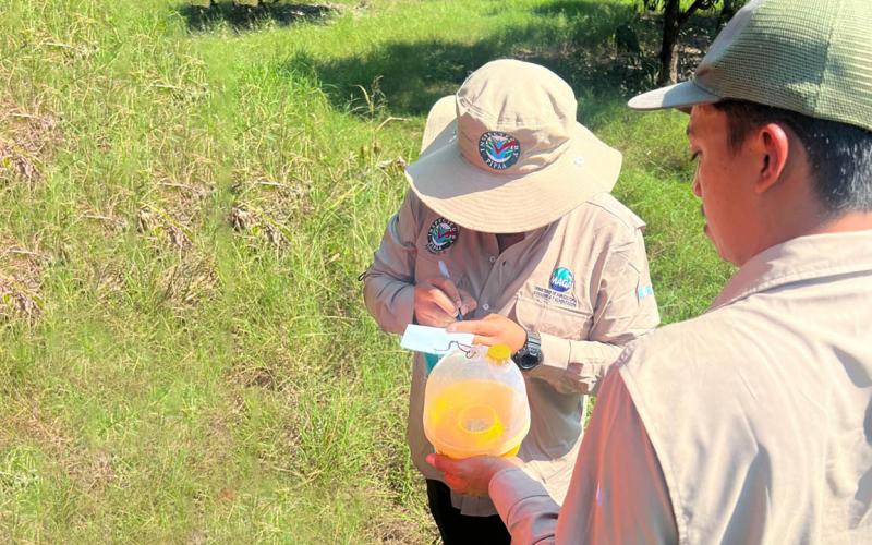 Fortalecen control fitosanitario del mango con monitoreo estratégico de plagas