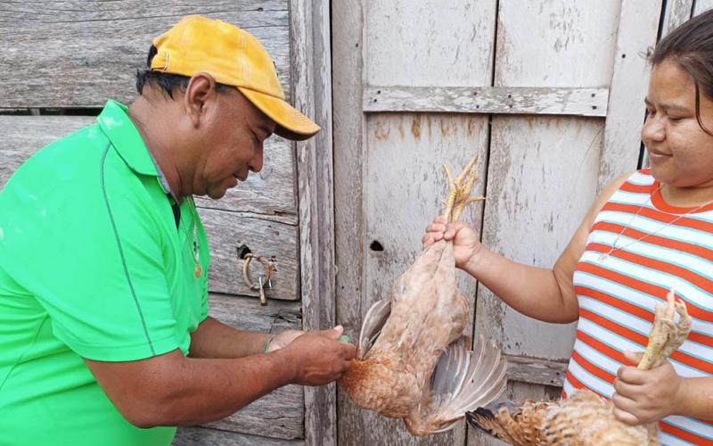 Fortalecen sanidad aviar con vacunaciones en Petén