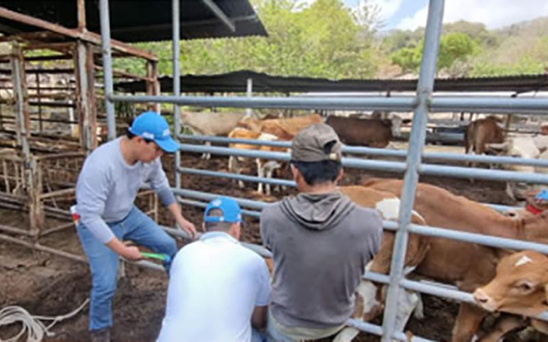 Guatemala refuerza la defensa contra enfermedades pecuarias con la identificación de bovinos
