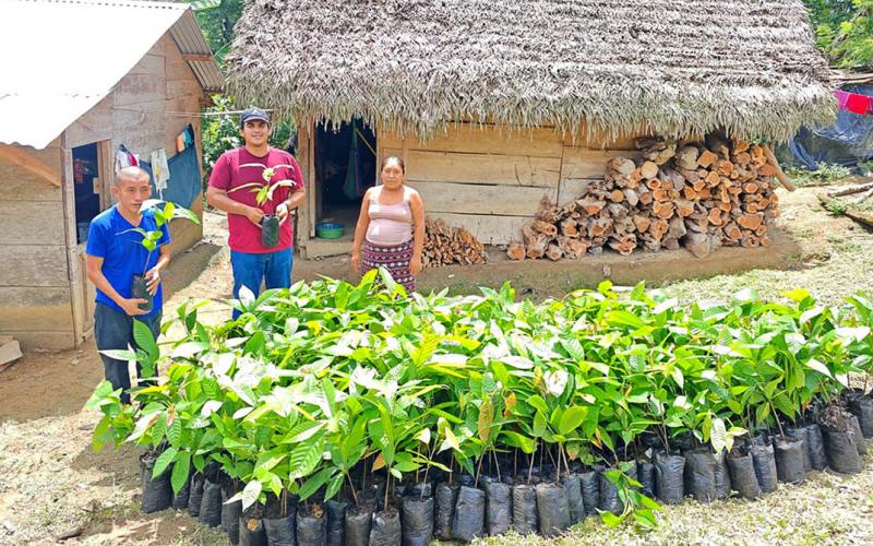 Impulsan la producción de cacao en Petén