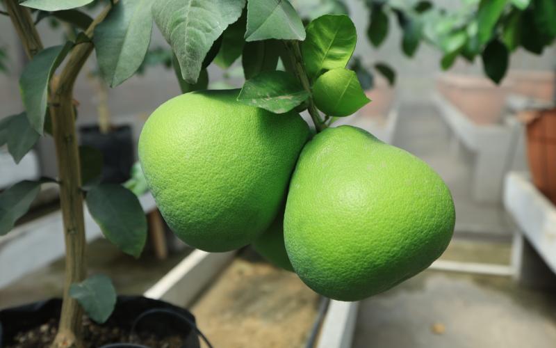 Impulsan la producción de cítricos sanos y resistentes al HLB en Guatemala