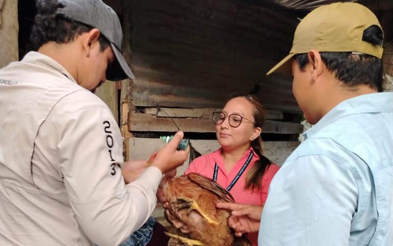 Impulsan sanidad avícola con jornada de vacunación en Retalhuleu