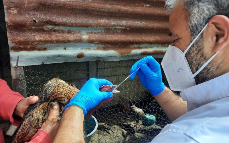 Intensifican acciones de vigilancia epidemiológica contra influenza aviar en Izabal 