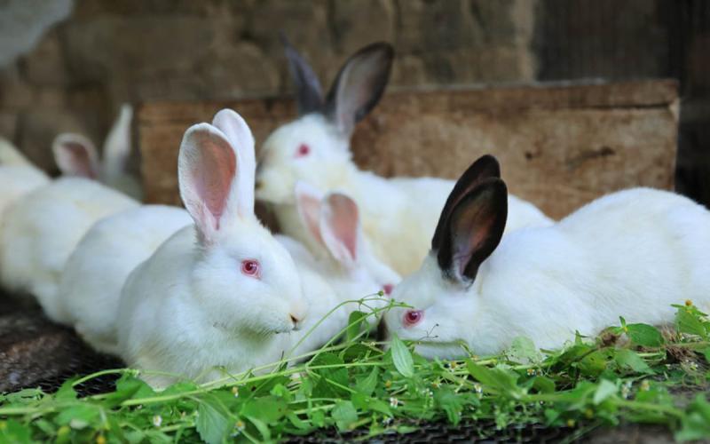 La cunicultura es una opción sostenible para la Agricultura Familiar