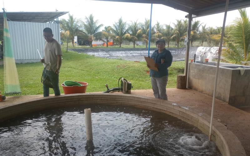 Monitorean calidad de alevines en San Francisco Petén