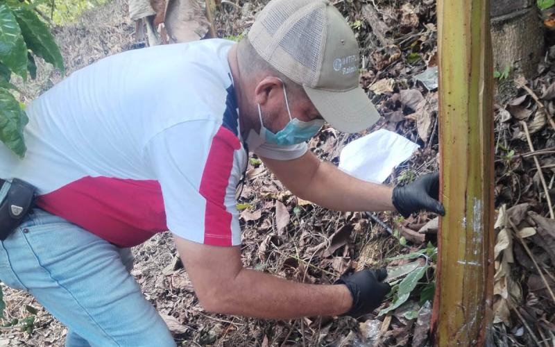 Monitorean plantaciones de plátano y banano para prevenir Fusarium Raza 4 Tropical