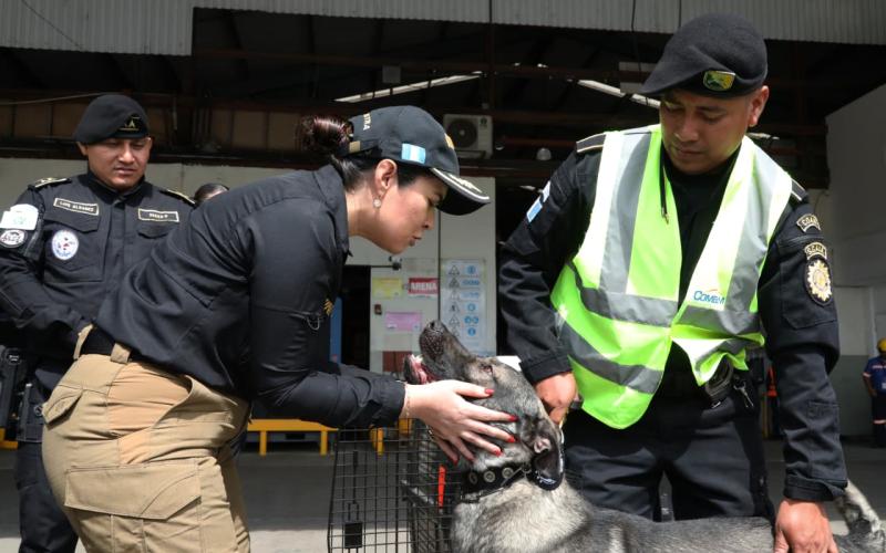 Nuevos ejemplares caninos fortalecen lucha contra el crimen organizado