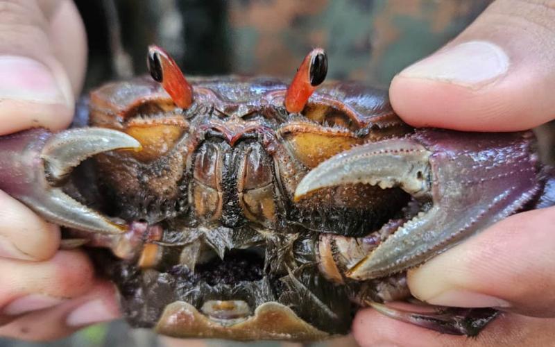 Realizan estudio para proteger al cangrejo Nazareno