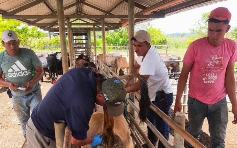 Realizan muestreo serológico y prueba de tuberculosis a bovinos en Petén