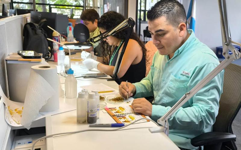 Refuerzan monitoreo de moscas de la fruta en zonas productoras de mango