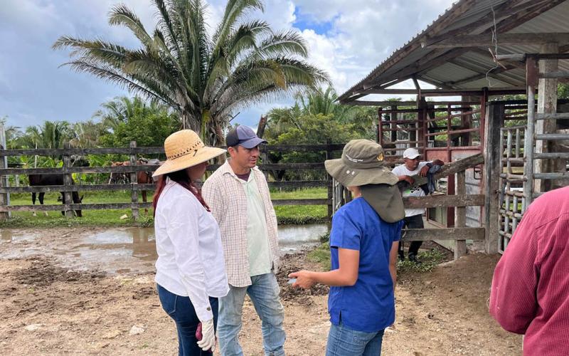 Seleccionan hembras bovinas para programa de IATF