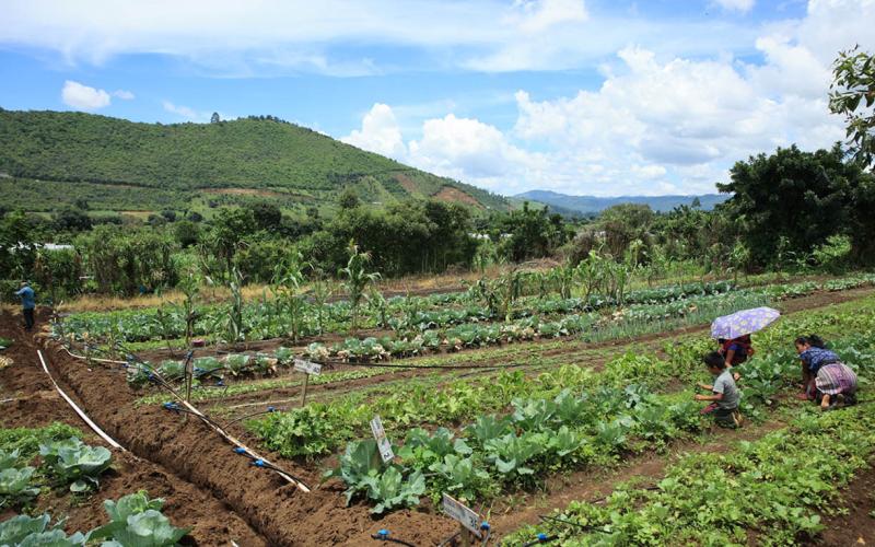 Son monitoreados los cultivos en 261 municipios