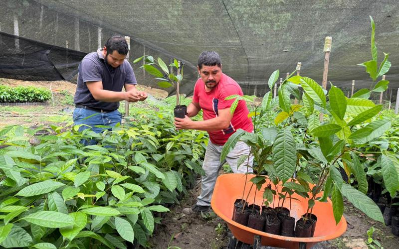 Viveros forestales apoyan modelos de ganadería sin deforestación