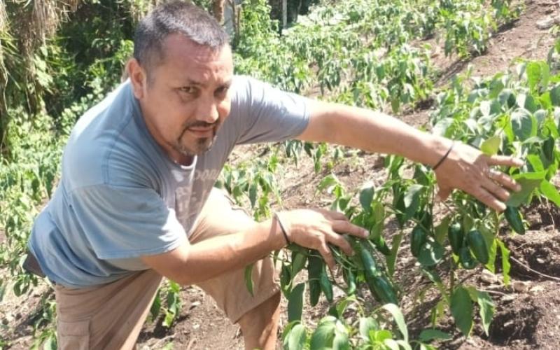 Brindan asistencia técnica a productores de chile en Melchor de Mencos