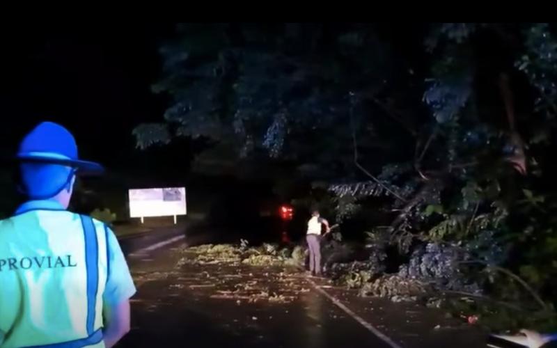 Brigadas de Provial retiran árbol caído y restablecen tránsito en la ruta al Atlántico