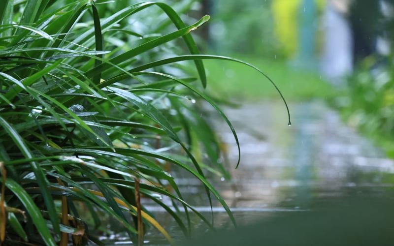 Alerta agropecuaria por saturación en suelos y persistencia de lluvias