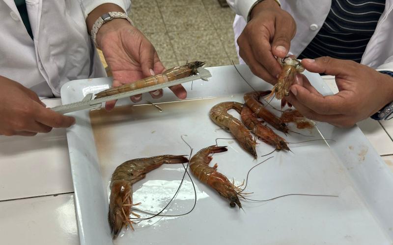 Analizan muestras de camarón del Pacífico para determinar época de reproducción
