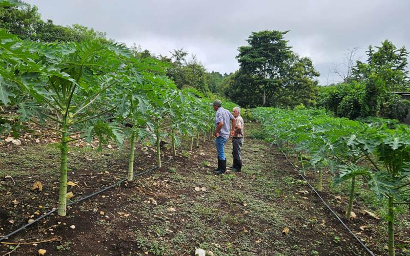 Apoyo técnico favorece producción de papaya en Petén