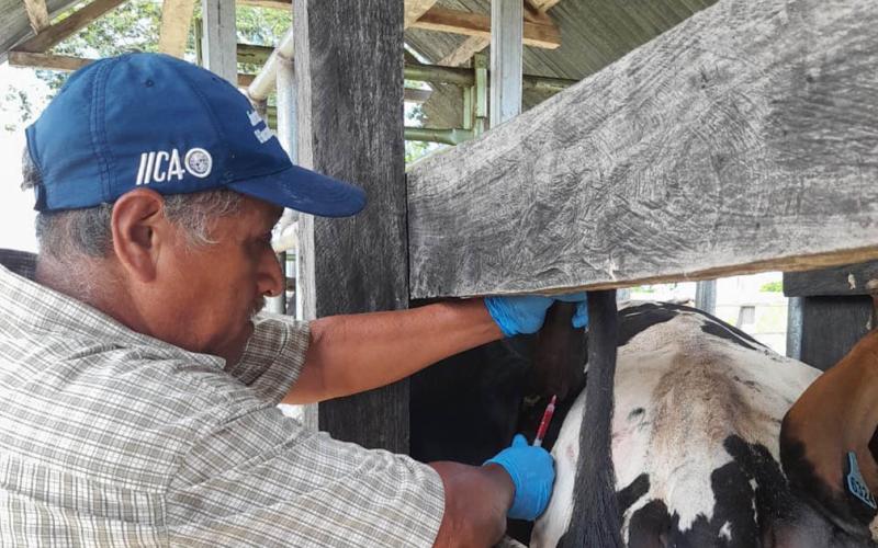 Brindan asistencia técnica para el control sanitario de bovinos en Petén