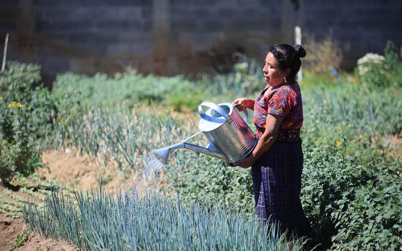 Conozca un poco del cebollín