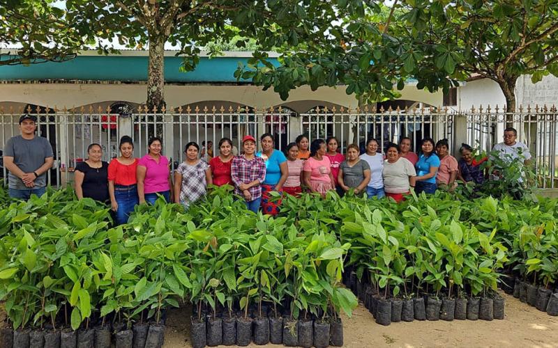 Dan impulso la producción de cacao en Poptún