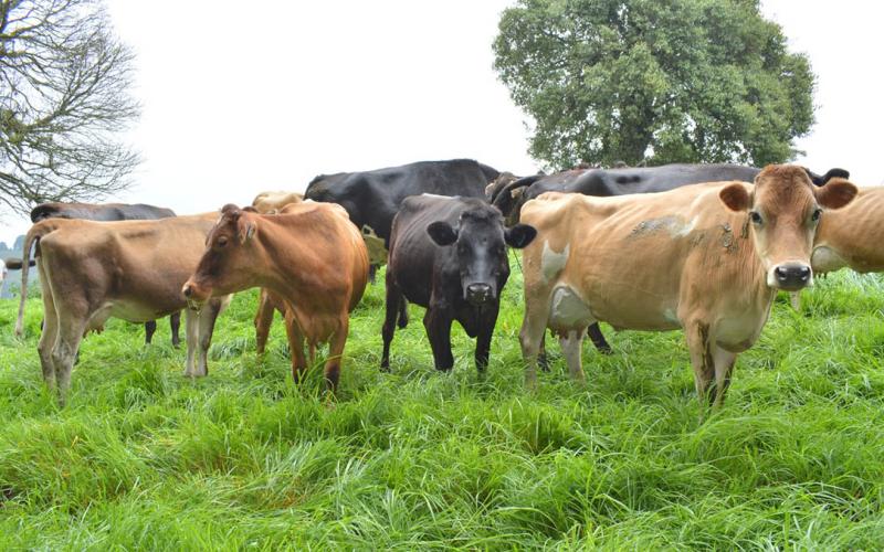 Empieza la transición hacia la época seca