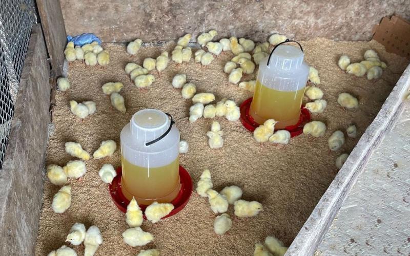 Entrega de más de 14mil pollos de engorde fortalece producción avícola en Petén 