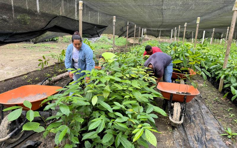 Entregadas más de 73 mil plantas forestales
