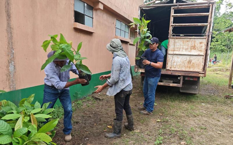 Familias rurales fortalecen su producción con plantas de cacao