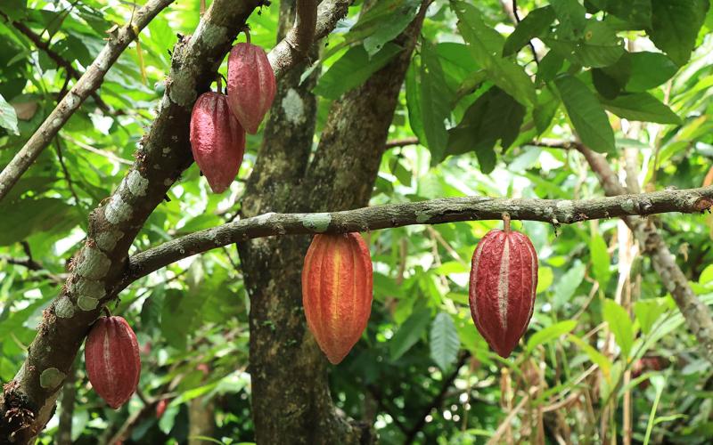 Fichas agroeconómicas fortalecen la planificación y competitividad agrícola de Guatemala