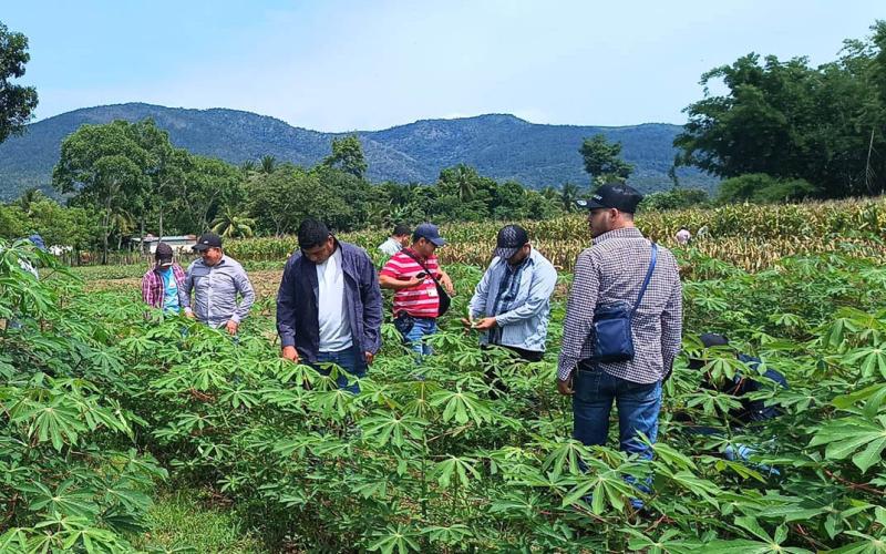 Fortalecen capacidades de extensionistas en cultivo de yuca
