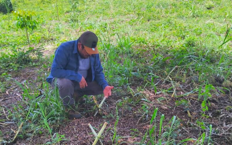 Fortalecen ganadería sostenible con bancos mixtos de forraje