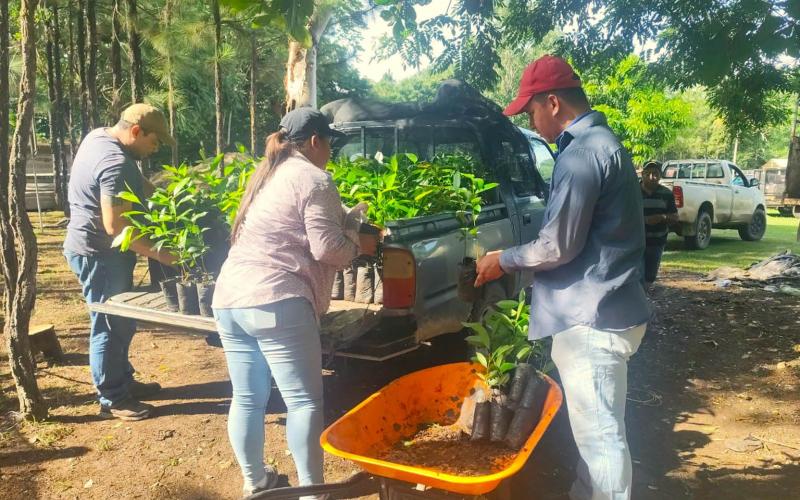 Fortalecen ganadería sostenible con entrega de plantas forestales