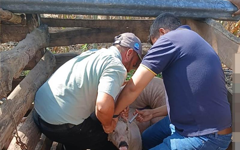 Fortalecen la sanidad de cerdos criollos en Santa Ana, Petén