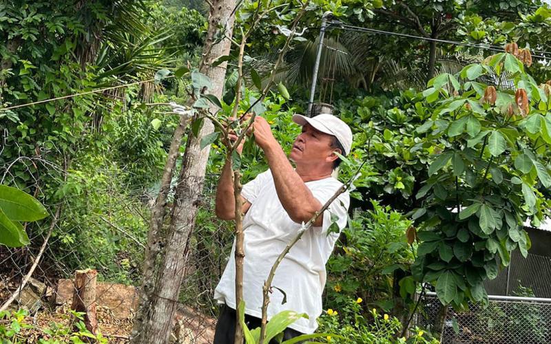 Injertación de frutales mejora producción de huertos familiares de San Benito