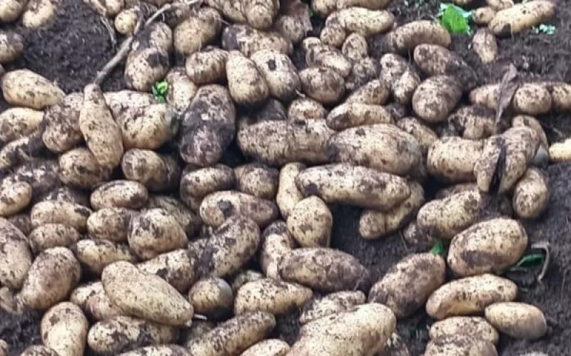 Innovación para mejorar la calidad de la papa en Guatemala