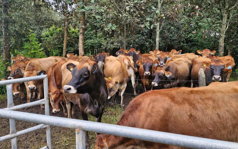 Jornada de control sanitario para prevenir tuberculosis y brucelosis bovina