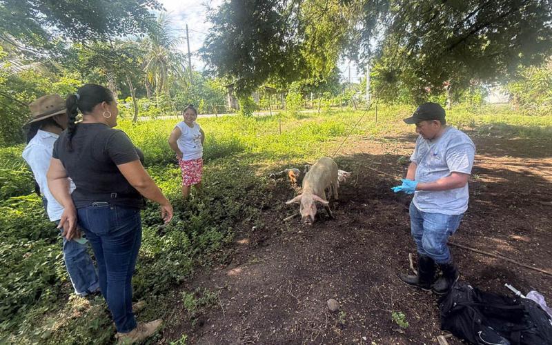 Jornada de vigilancia epidemiológica fortalece sanidad porcina en Escuintla