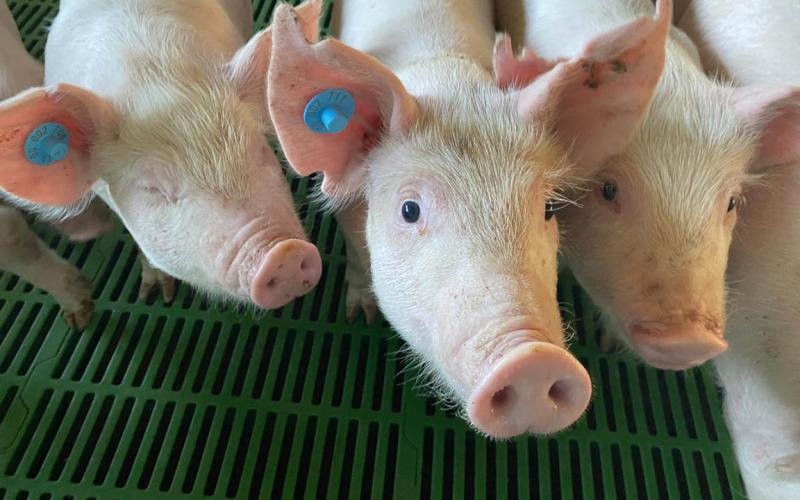 Monitorean granja porcina en Villa Nueva