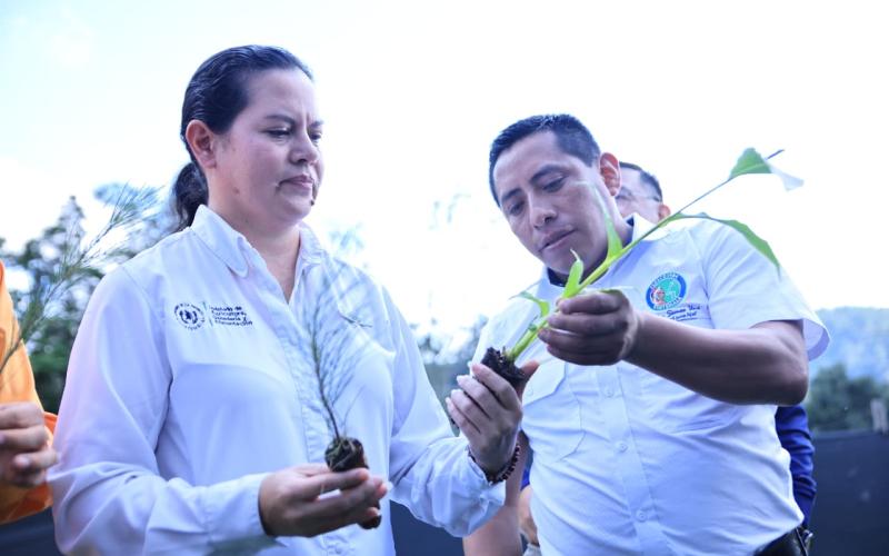 Procesos y técnicas innovadoras garantizan éxito de producción en Alta Verapaz