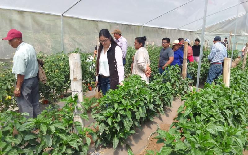 Productores de tomate de San Marcos se capacitan en técnicas de manejo de cultivo