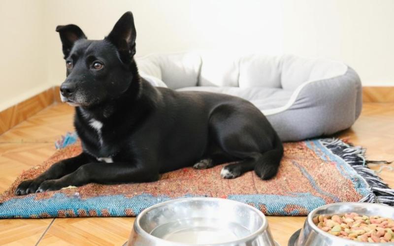 Proteger a las mascotas ante las intensas lluvias