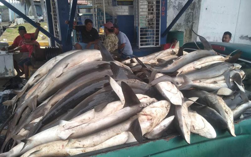 Realizan monitoreos e inspecciones pesqueras en la costa del Pacífico