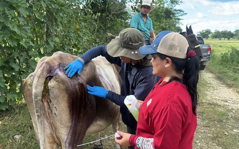 Refuerzan inspecciones y control pecuario para contener el Gusano Barrenador