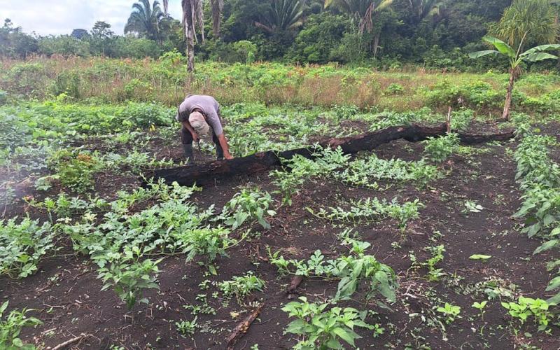 Se brinda asistencia técnica en huertos familiares en Petén