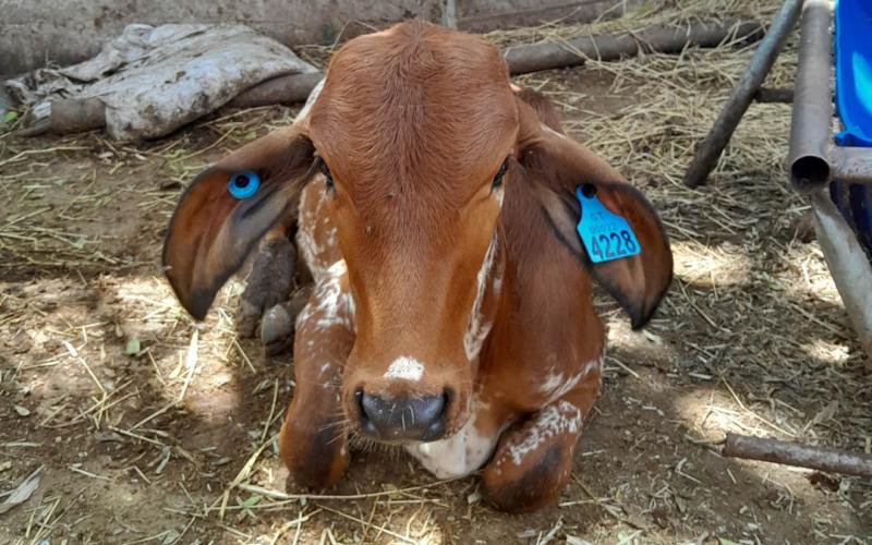 Sistema Nacional de Trazabilidad refuerza control sanitario en la producción pecuaria
