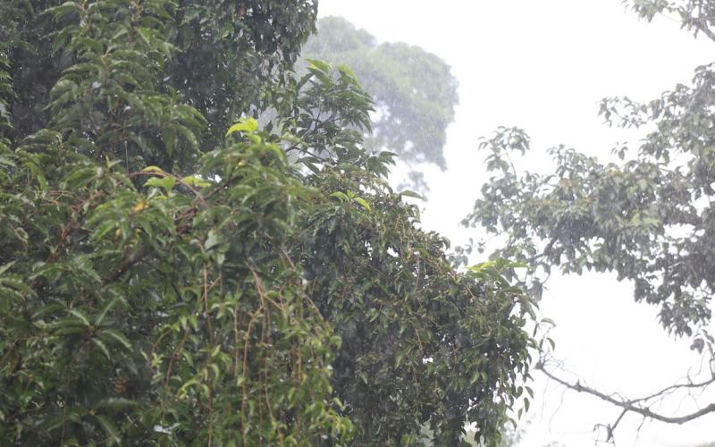 Lluvias incrementarán esta semana debido a sistemas de baja presión