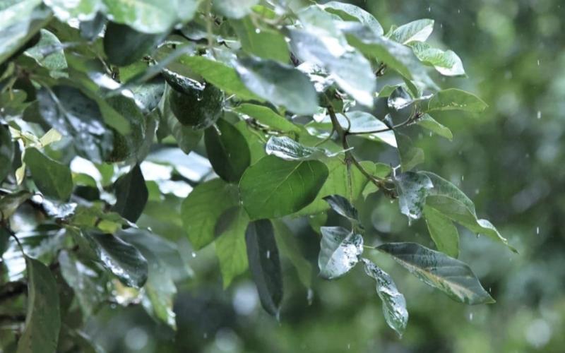 Mantienen vigilancia en 151 municipios ante pronóstico del fin de semana