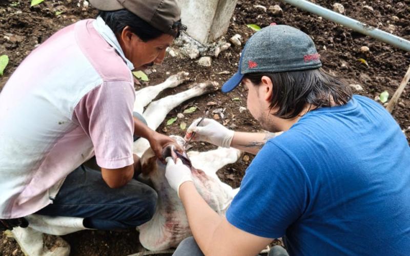 Intensifican acciones contra el Gusano Barrenador